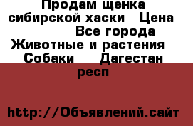 Продам щенка сибирской хаски › Цена ­ 8 000 - Все города Животные и растения » Собаки   . Дагестан респ.
